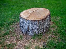 Best Emergency Tree Removal  in Woodside, PA