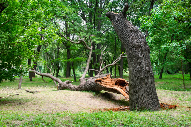 How Our Tree Care Process Works  in  Woodside, PA