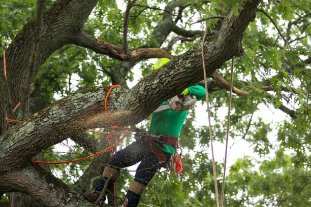 Woodside, PA Tree Care Company