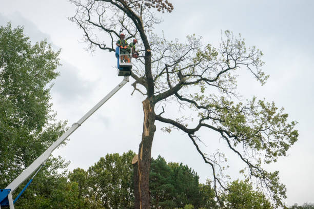 Best Tree Mulching  in Woodside, PA