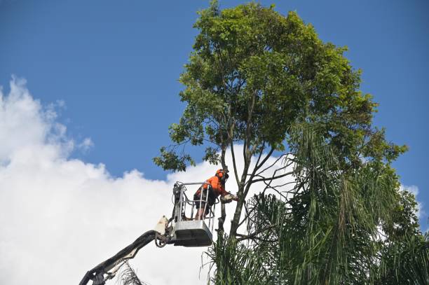 Best Lot and Land Clearing  in Woodside, PA