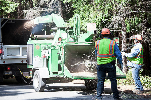  Woodside, PA Tree Care Pros