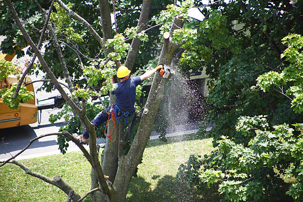 Best Root Management and Removal  in Woodside, PA