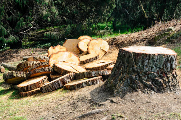 Best Tree Health Inspection  in Woodside, PA
